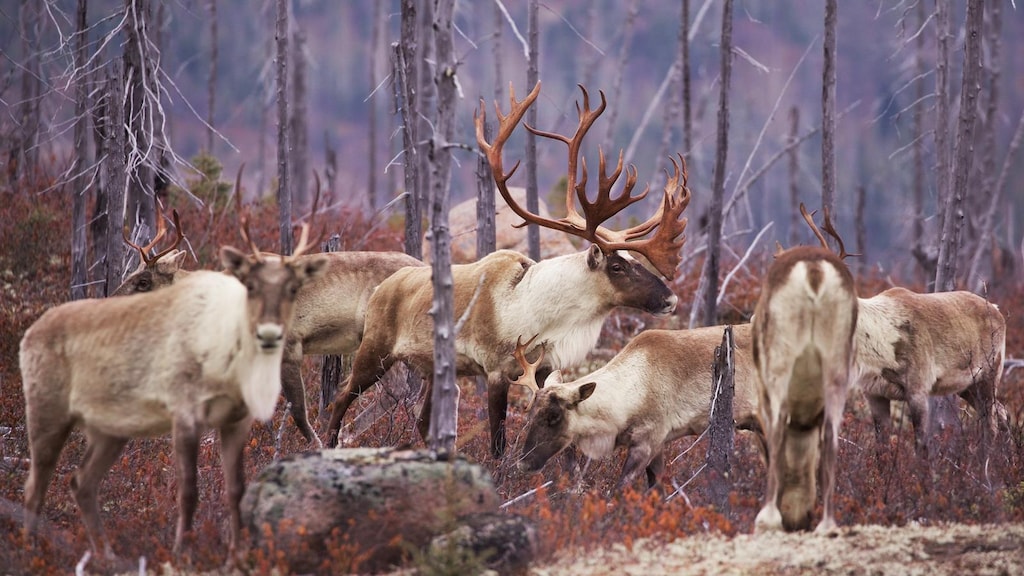 caribou-forestier-courtoisie-jean-simon-begin-20260226-093028-69a0833426427 caribou-forestier-courtoisie-jean-simon-begin-20260226-093028-69a0833426427