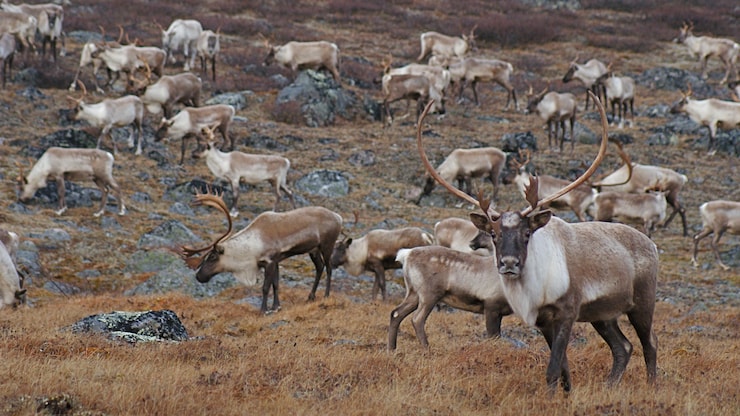 caribous-nunavik-males-rivieres-aux-feuilles-20260226-093028-69a083344e17c caribous-nunavik-males-rivieres-aux-feuilles-20260226-093028-69a083344e17c