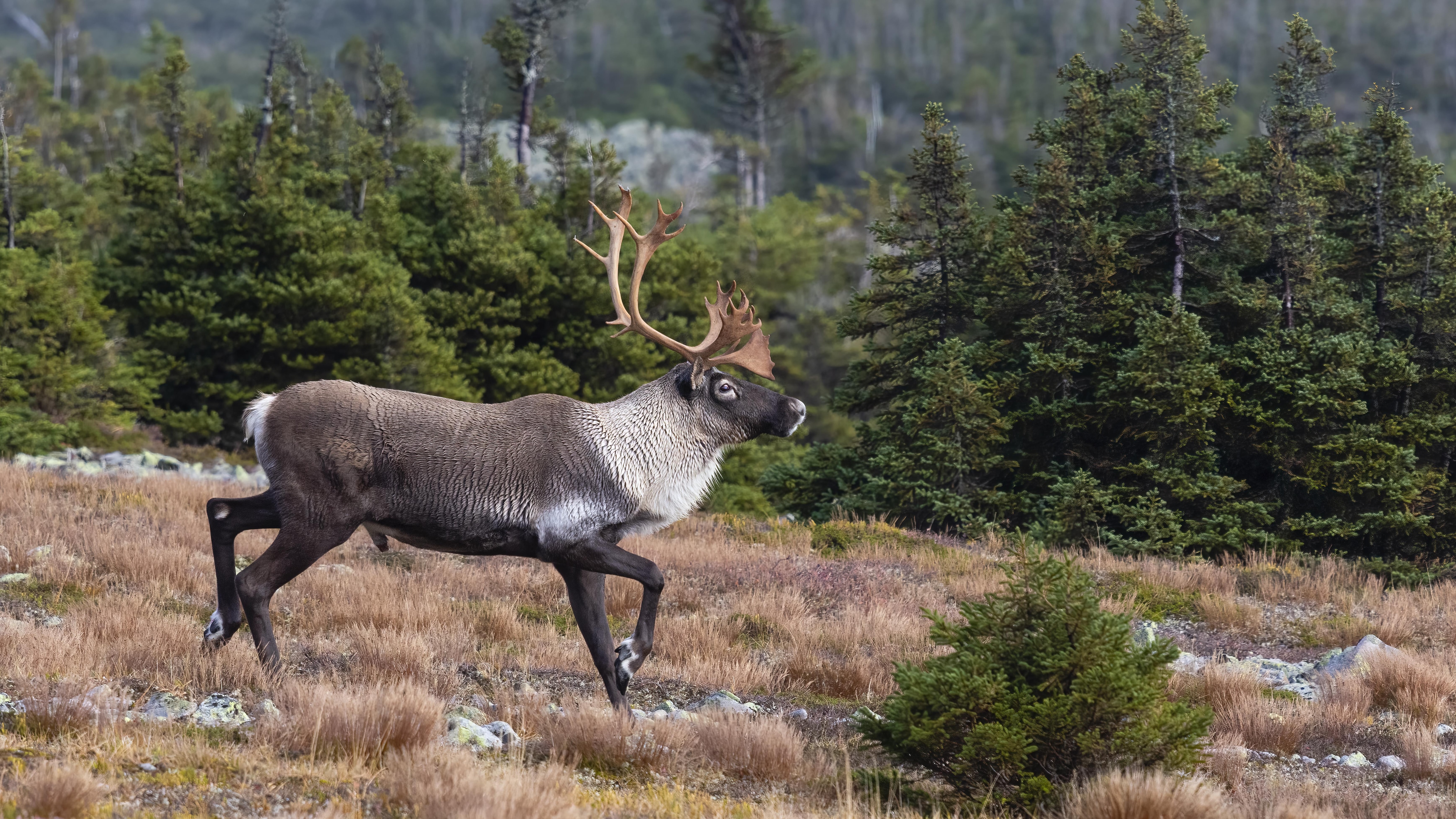 vjcn-caribou-forestier-protection-pipmuacan-20260226-093028-69a08334ade97 vjcn-caribou-forestier-protection-pipmuacan-20260226-093028-69a08334ade97