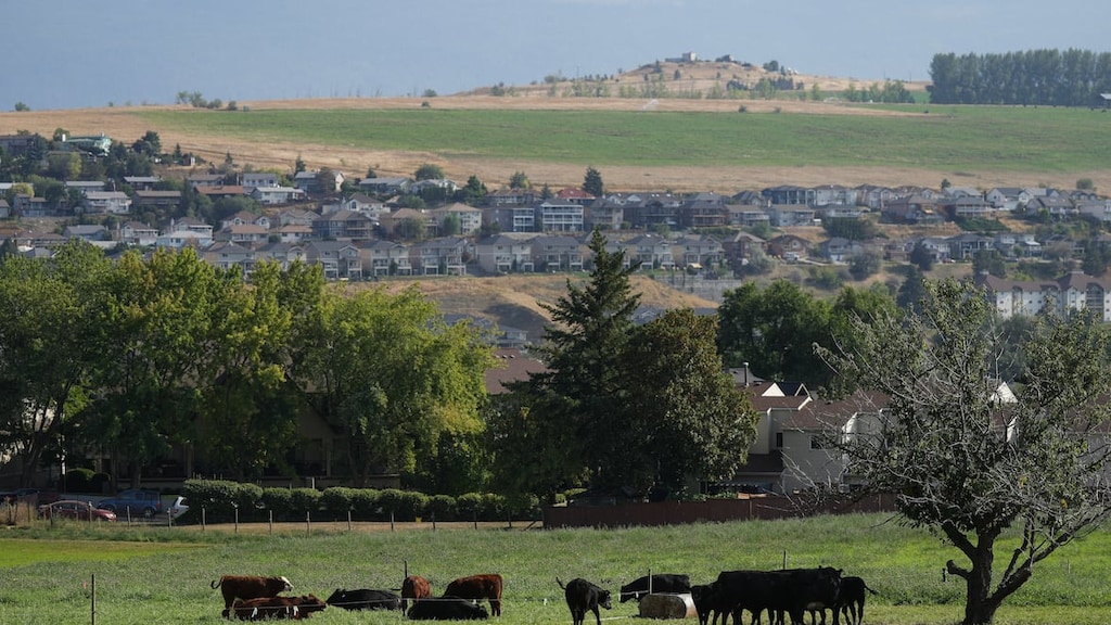 cattle-graze-20260616-111234-6a319212dc8be cattle-graze-20260616-111234-6a319212dc8be
