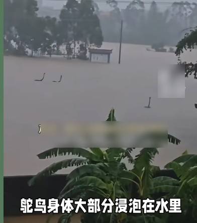 网传洪水中的鸵鸟颈被误认为巨蛇。 网传洪水中的鸵鸟颈被误认为巨蛇。