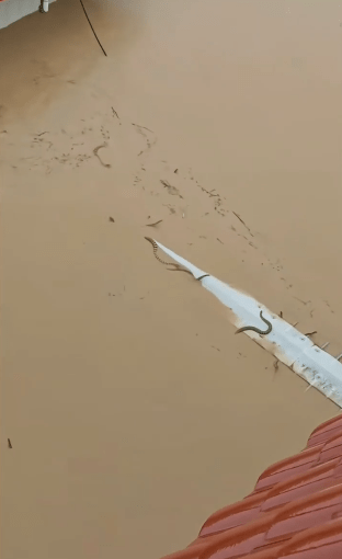 网传影片可见,洪水中惊现蛇群。 网传影片可见,洪水中惊现蛇群。