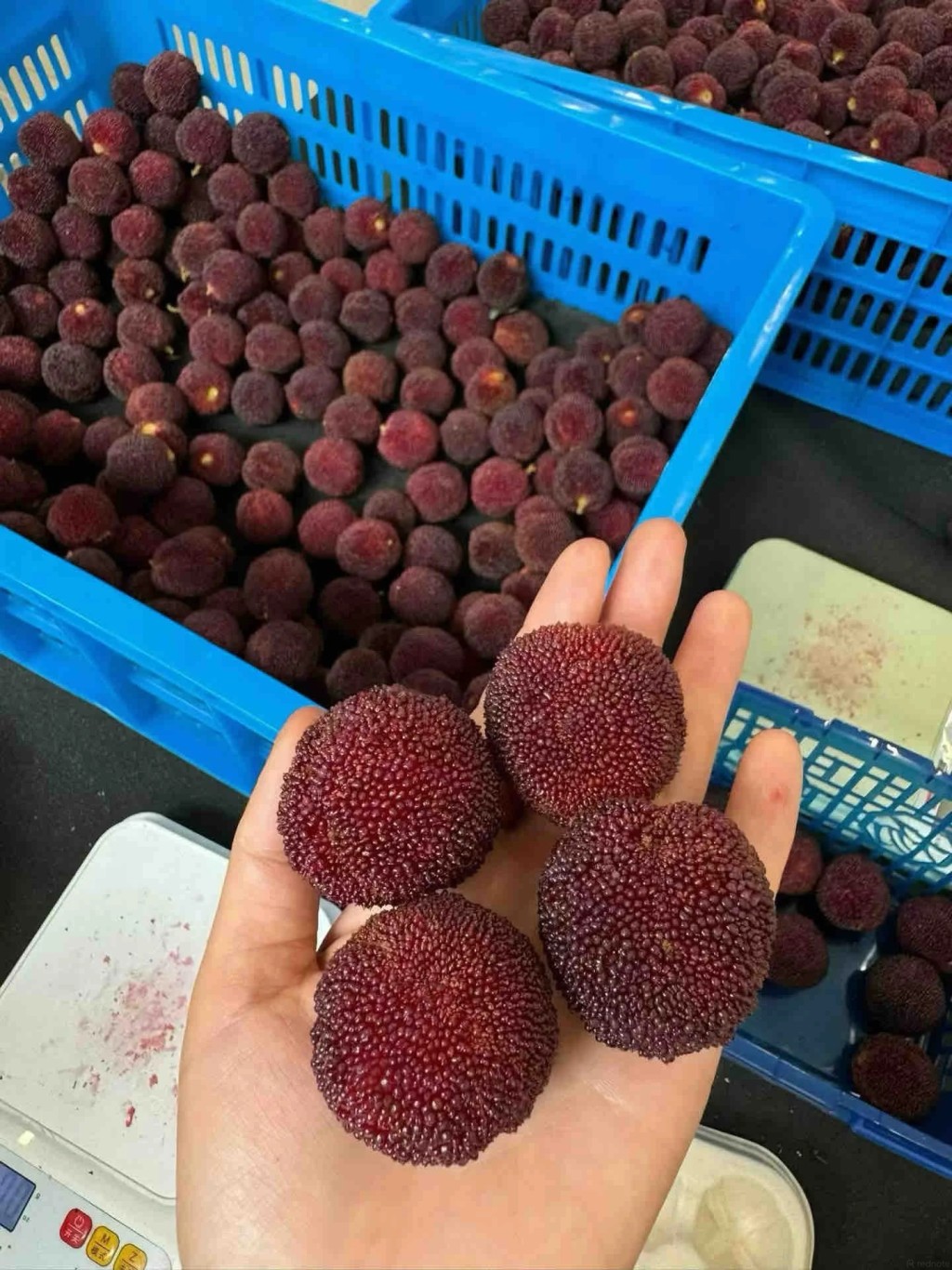 杨梅现在当造大量上市。小红书
