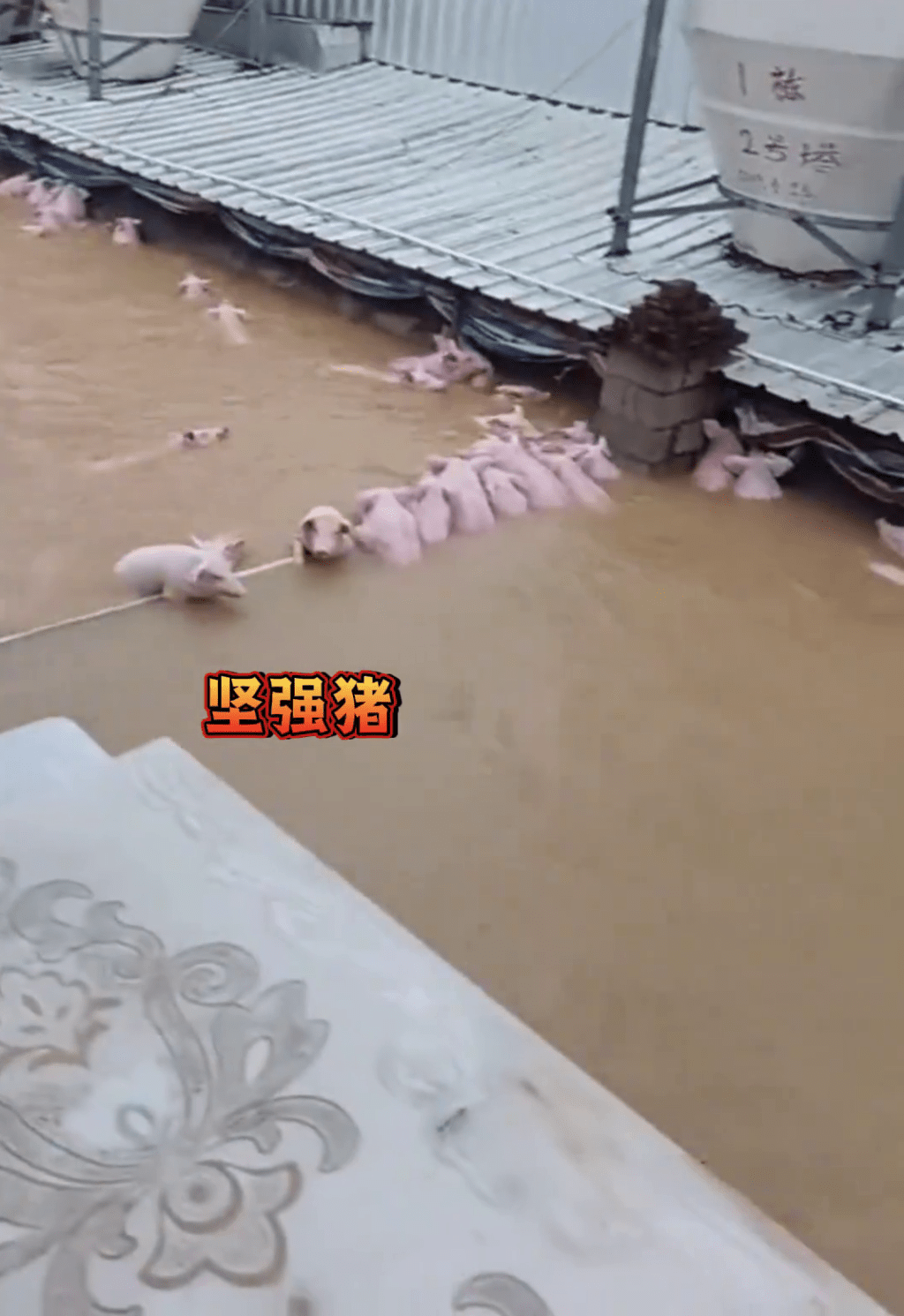 洪水中求存的“坚强猪”。 洪水中求存的“坚强猪”。
