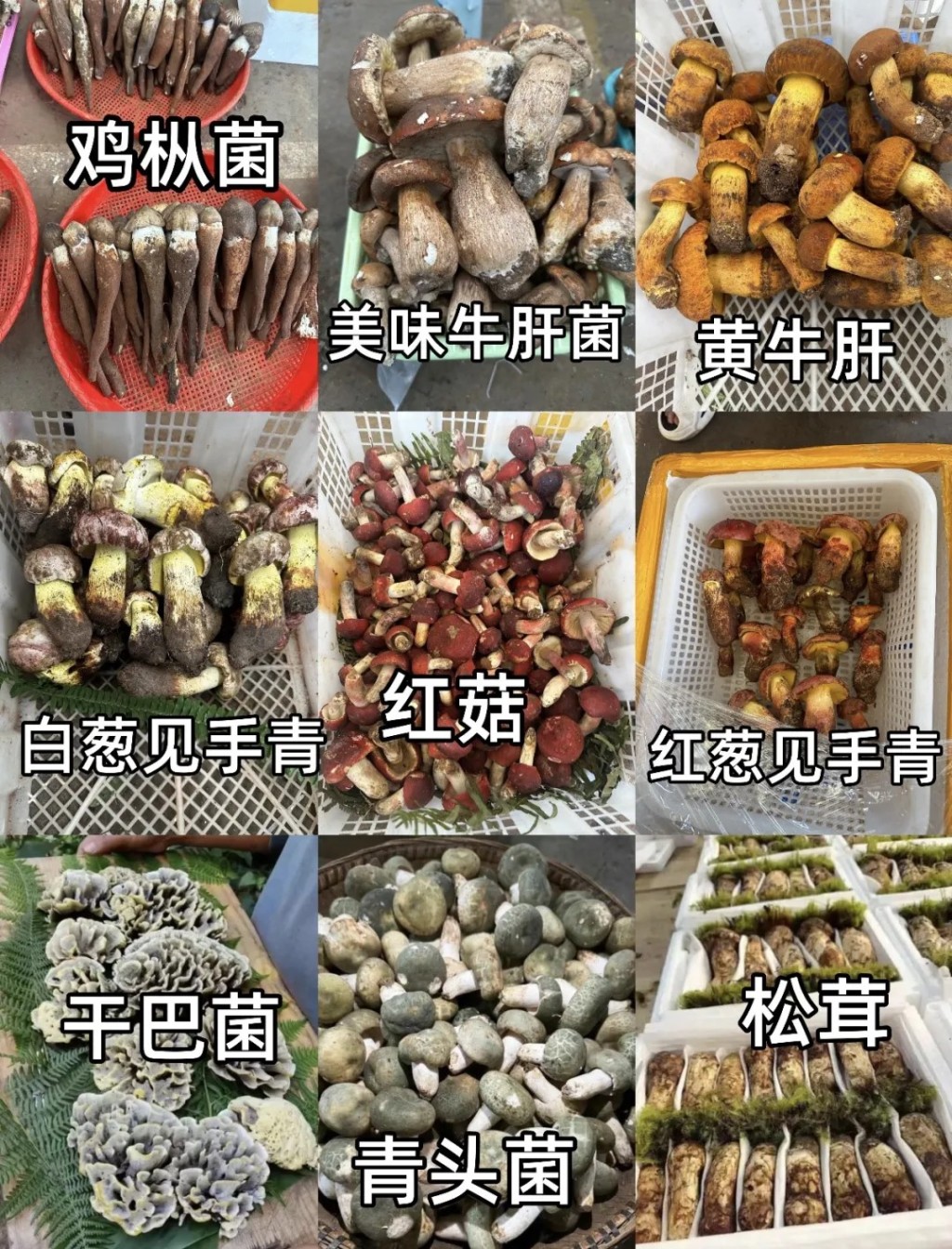 采摘野生菇要有丰富菌类知识,以免误食毒菇。 采摘野生菇要有丰富菌类知识,以免误食毒菇。