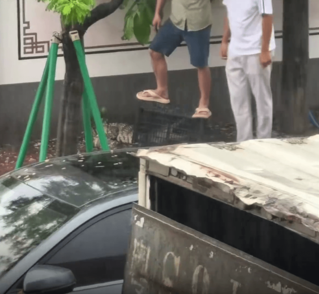 大街上两名街坊“胶箩”锁头生擒一条鳄鱼。 大街上两名街坊“胶箩”锁头生擒一条鳄鱼。
