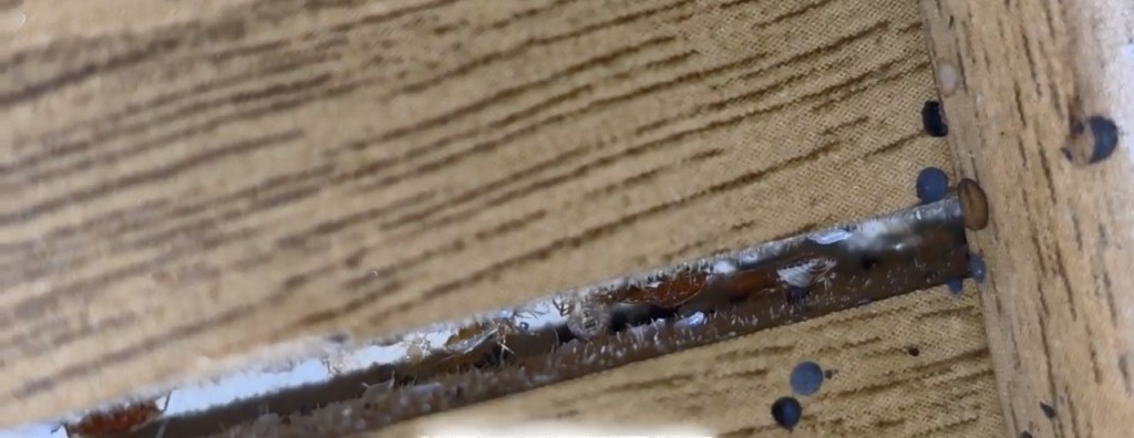 南韩昆虫YouTuber前往釜山一间汗蒸幕,惊见休息区地垫及墙壁缝隙藏有大量床蝨。 南韩昆虫YouTuber前往釜山一间汗蒸幕,惊见休息区地垫及墙壁缝隙藏有大量床蝨。
