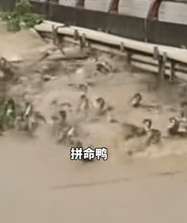 洪水中求存的“拼命鸭”。 洪水中求存的“拼命鸭”。