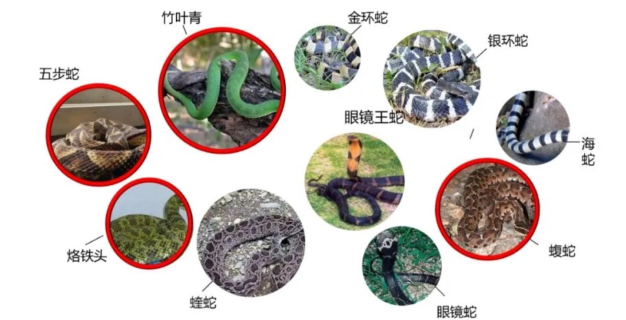 不幸被蛇咬，要保持冷静，尽可能记住蛇的特征。