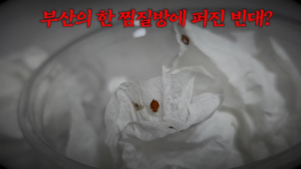 南韩昆虫YouTuber前往釜山一间汗蒸幕,惊见休息区地垫及墙壁缝隙藏有大量床蝨。 南韩昆虫YouTuber前往釜山一间汗蒸幕,惊见休息区地垫及墙壁缝隙藏有大量床蝨。