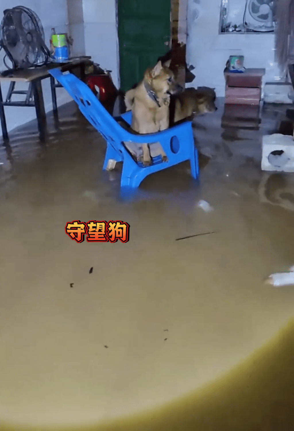 洪灾中幸存的“守望狗”。 洪灾中幸存的“守望狗”。
