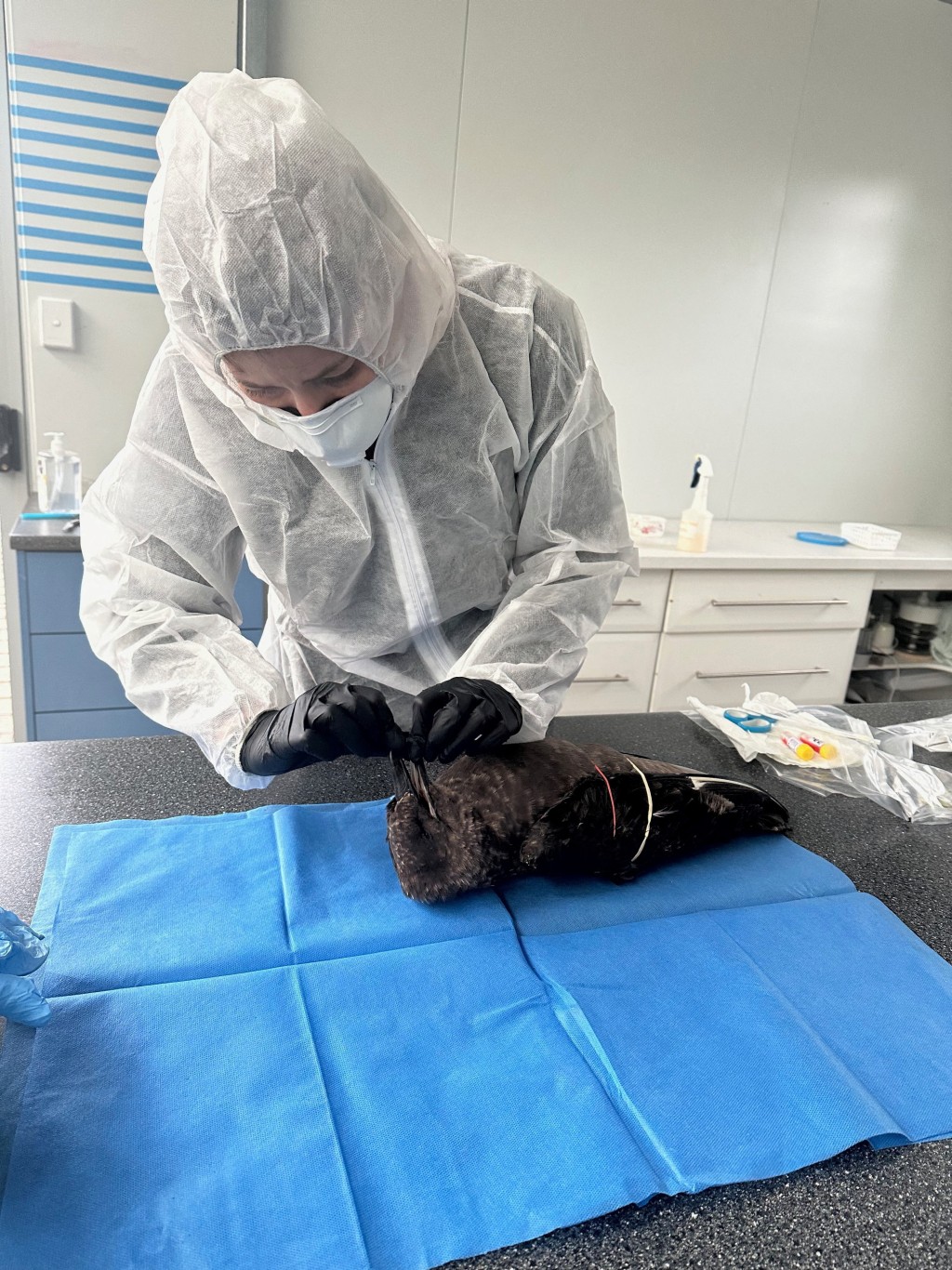 科学家在一只死去的棕色贼鸥身上抽取样本化验禽流感病毒。路透社