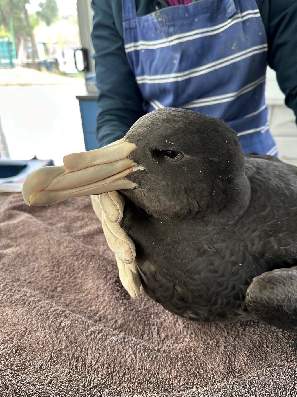 澳洲一只霍氏巨鹱对H5N1禽流感病毒呈阳性反应。路透社