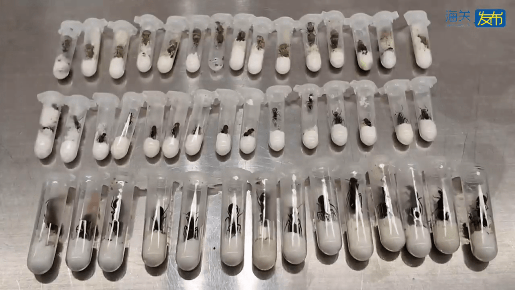 北上女客背包藏47只活蚂蚁,涉外来物种。 北上女客背包藏47只活蚂蚁,涉外来物种。