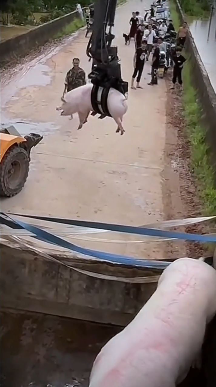 广西村民神乎其技地用抓木机，从洪水中捞起活猪，影片在网上疯传。抖音