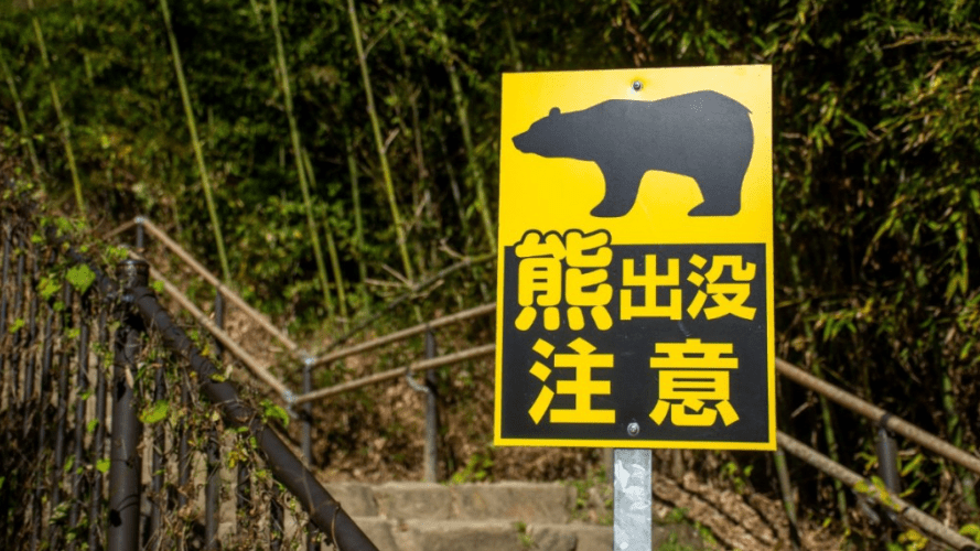 日本近期频传熊出没。路透社 日本近期频传熊出没。路透社