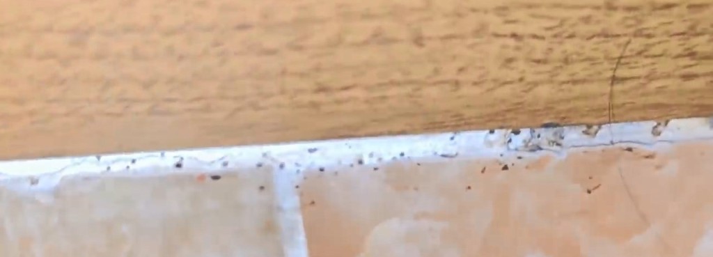 南韩昆虫YouTuber前往釜山一间汗蒸幕,惊见休息区地垫及墙壁缝隙藏有大量床蝨。 南韩昆虫YouTuber前往釜山一间汗蒸幕,惊见休息区地垫及墙壁缝隙藏有大量床蝨。