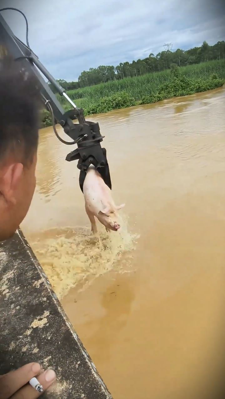 广西村民神乎其技地用抓木机，从洪水中捞起活猪，影片在网上疯传。抖音
