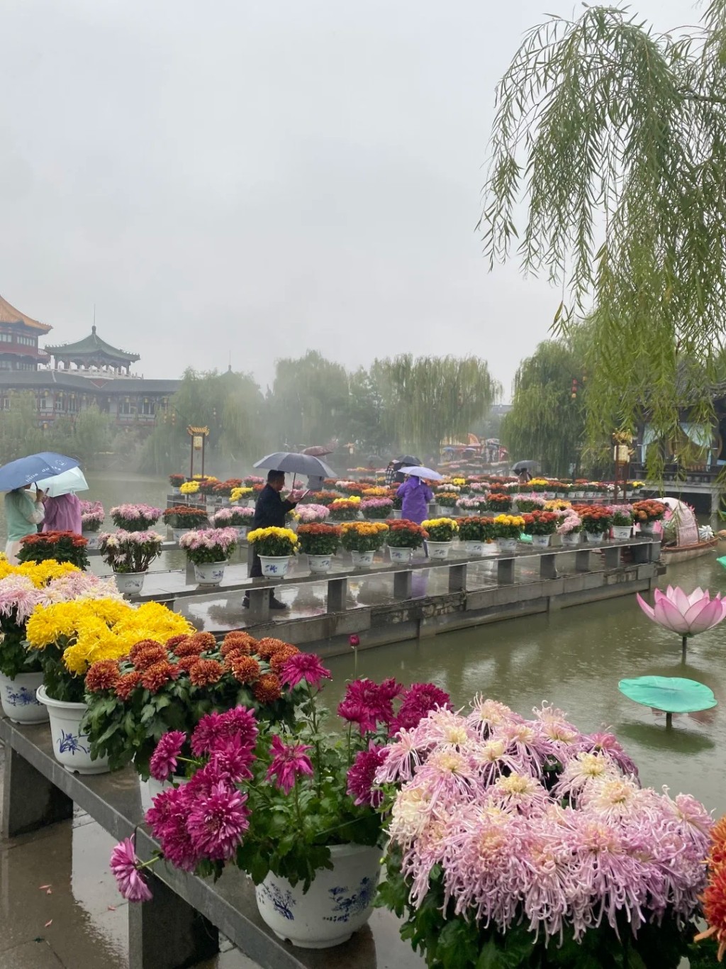 开封水下浮菊打破赏花只可在地上的固有思维，大获好评。