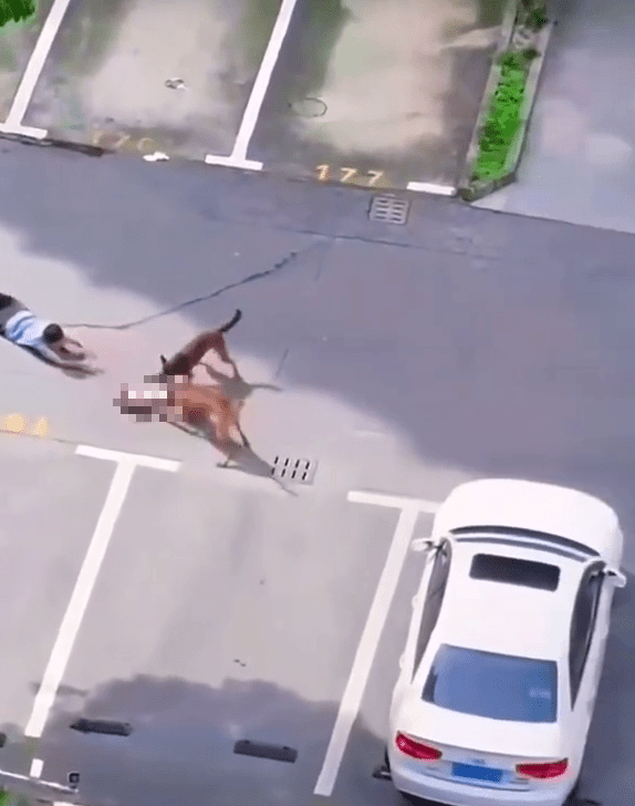 上海男童躺地遭两犬疯狂撕咬,从家长手中扯走。 上海男童躺地遭两犬疯狂撕咬,从家长手中扯走。