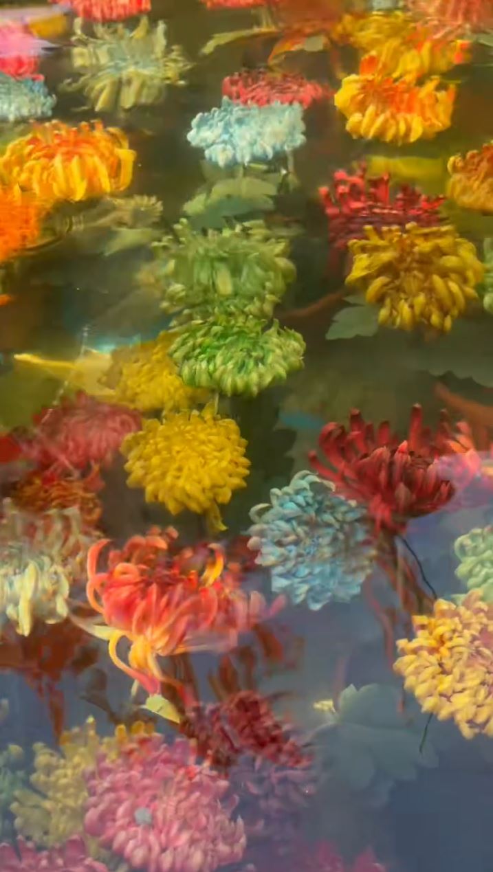 开封水下浮菊打破赏花只可在地上的固有思维，大获好评。