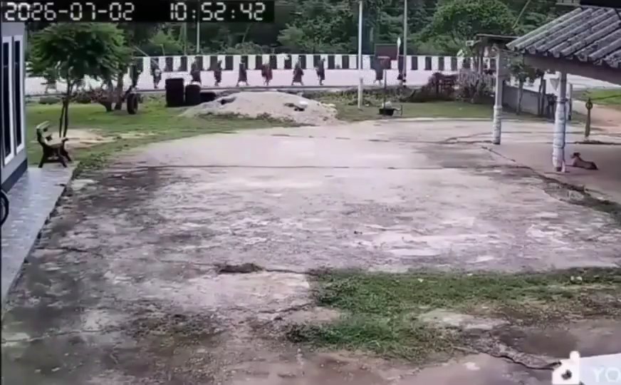 闭路电视拍下僧侣被货车撞倒的情景。X@Berita.Viral.Update 闭路电视拍下僧侣被货车撞倒的情景。X@Berita.Viral.Update