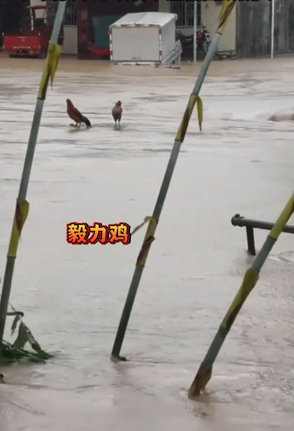 洪水中求存的“毅力鸟”。 洪水中求存的“毅力鸟”。