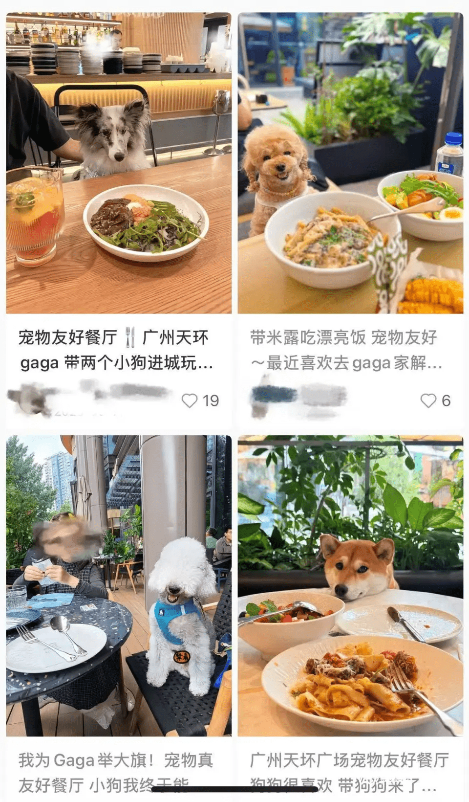 社媒部分帖子中,宠物直接接触餐桌。 社媒部分帖子中,宠物直接接触餐桌。