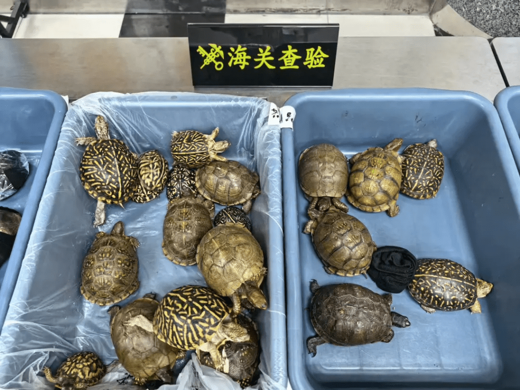 深圳湾海关半小时内连截8名大妈,起出53只濒危活龟。 海关发布 深圳湾海关半小时内连截8名大妈,起出53只濒危活龟。 海关发布