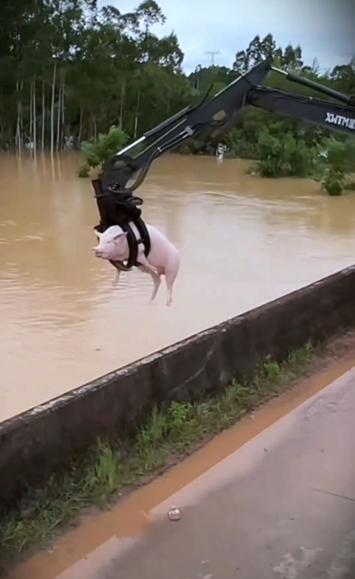 广西村民神乎其技地用抓木机，从洪水中捞起活猪，影片在网上疯传。抖音