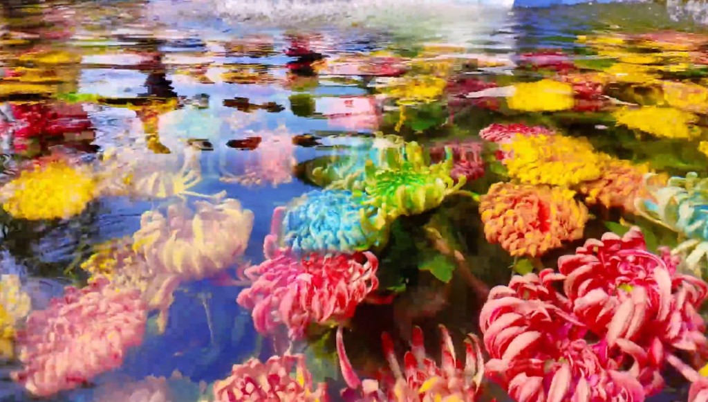 开封水下浮菊打破赏花只可在地上的固有思维，大获好评。