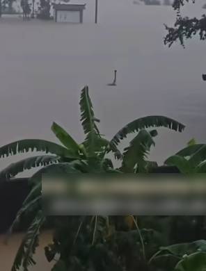 网传洪水中的鸵鸟颈被误认为巨蛇。 网传洪水中的鸵鸟颈被误认为巨蛇。
