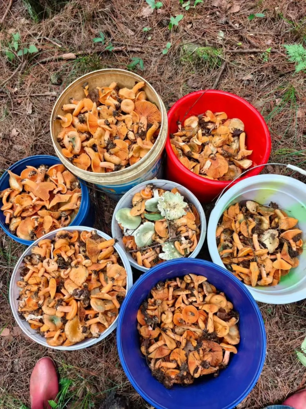云南民众使用AI帮助到深山找野生菌。 云南民众使用AI帮助到深山找野生菌。