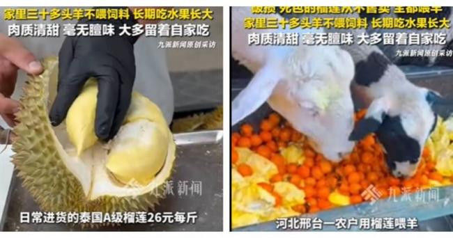 30只羊狂嗑A级榴梿2年 河北饲主曝羊肉惊人变化