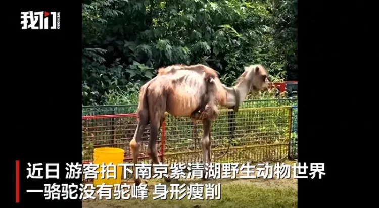 南京动物园骆驼身型瘦削没有驼峰 园方:未吃上母乳
