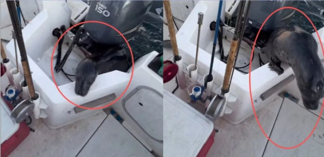 BC海豹遇鲸鱼围攻跳船脱险 驼鹿高速“翻车”路人齐心救援