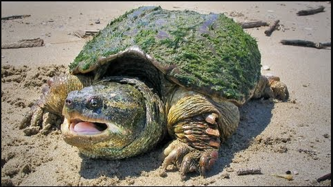 士嘉堡华人居民非法猎捕鳄龟，被罚款4000+没收设备