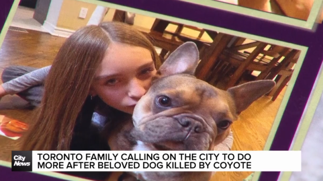 多伦多人宠物狗被郊狼袭击咬死：呼吁市府采取更多措施