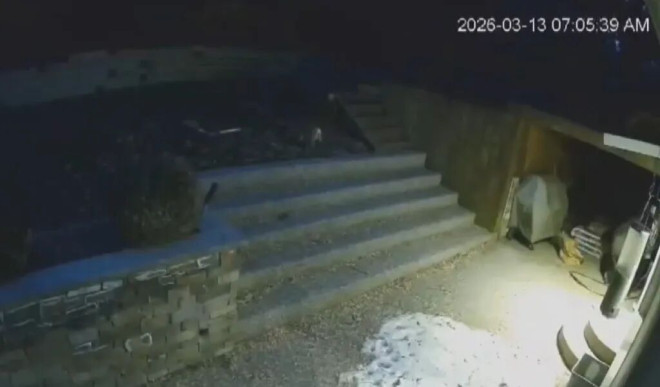 加国住宅区郊狼出没 爱犬后院遭攻击惨死