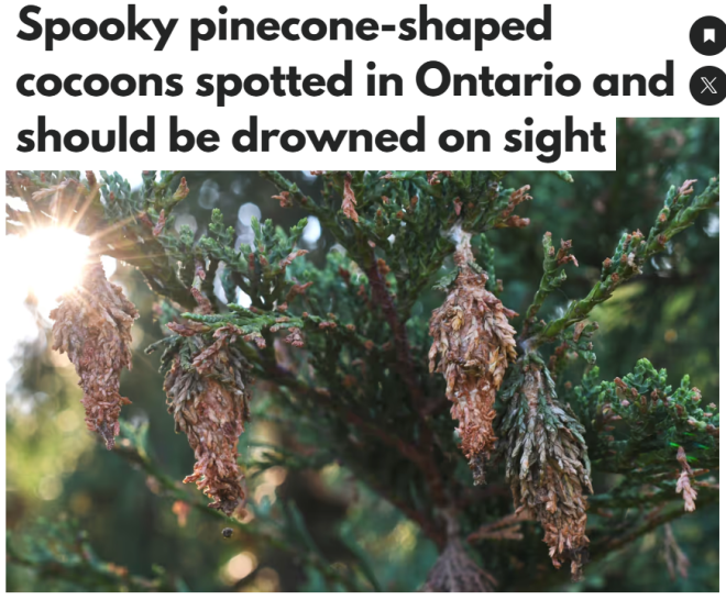 别忽略! 安省惊现"假松果", 一颗藏1000虫卵, 看到一定要淹死
