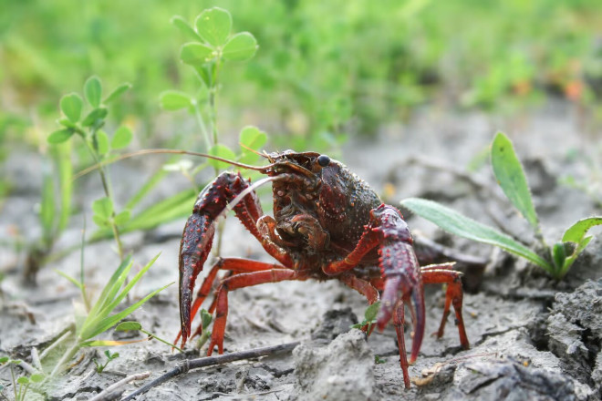 红沼虾