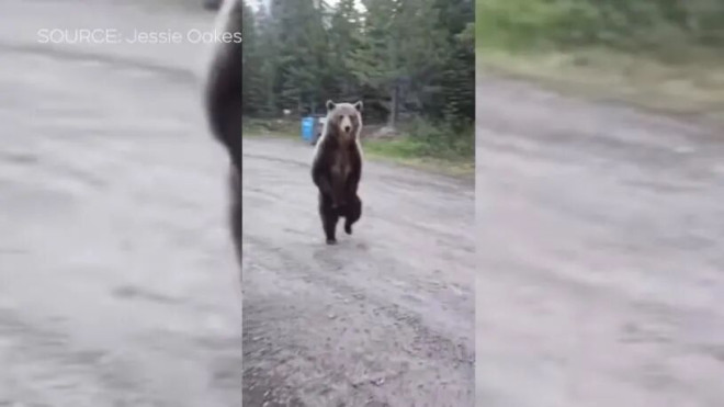 加国女与大灰熊狭路相逢！ 肉身护犬录下惊魂82秒