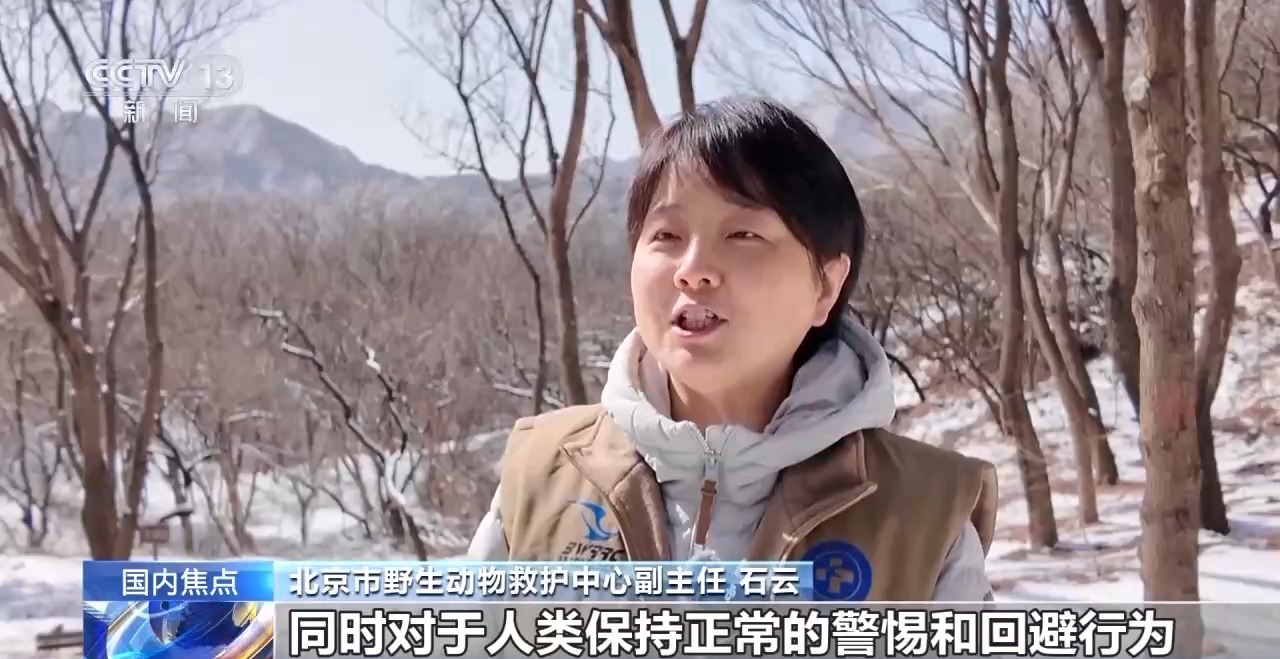 金雕、豹猫等放归自然 八达岭林场迎特殊“归客”