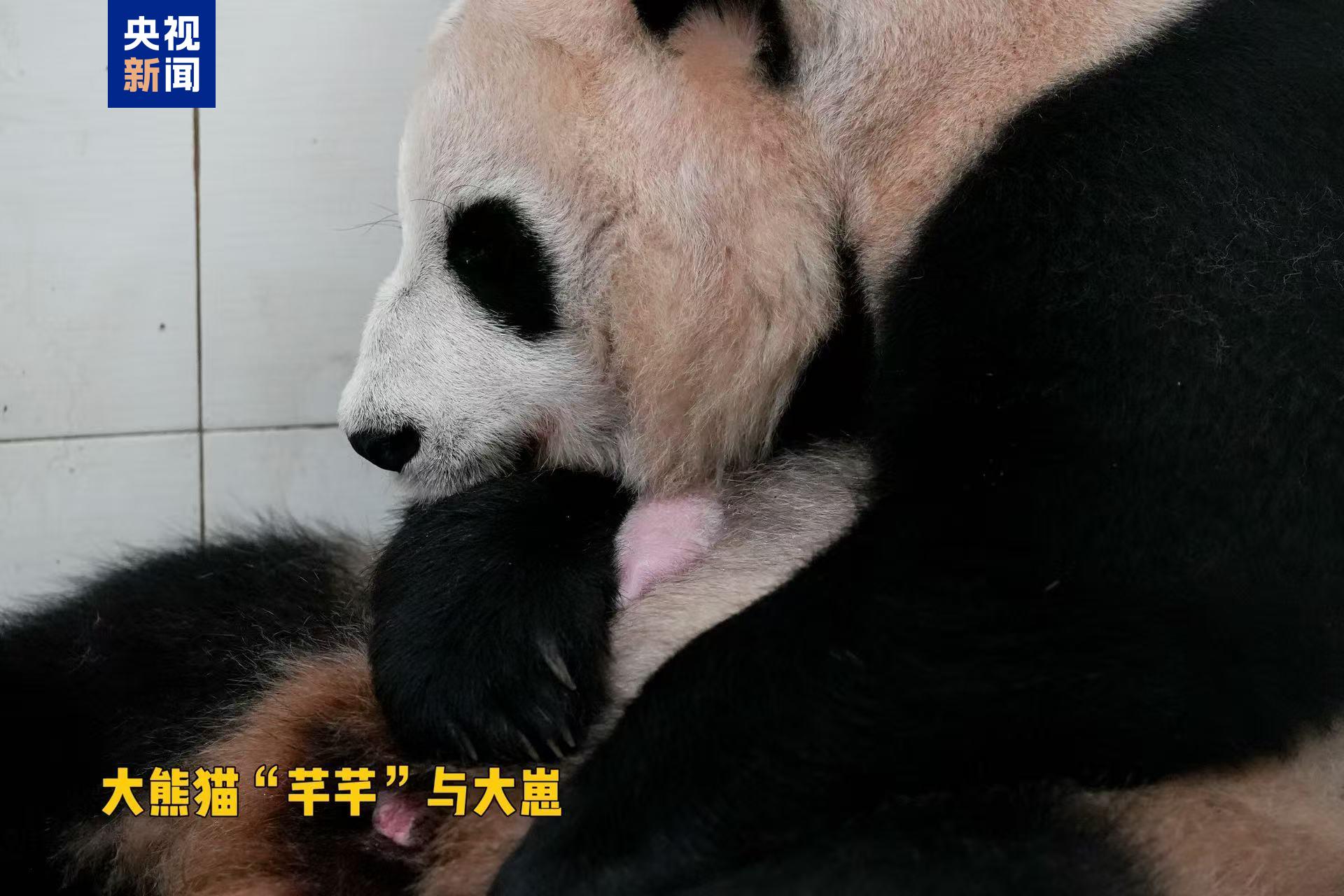 又添新成员！熊猫中心今年首对双胞胎大熊猫幼崽诞生
