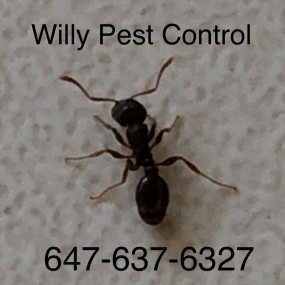 威力灭虫 (Willy Pest Control)