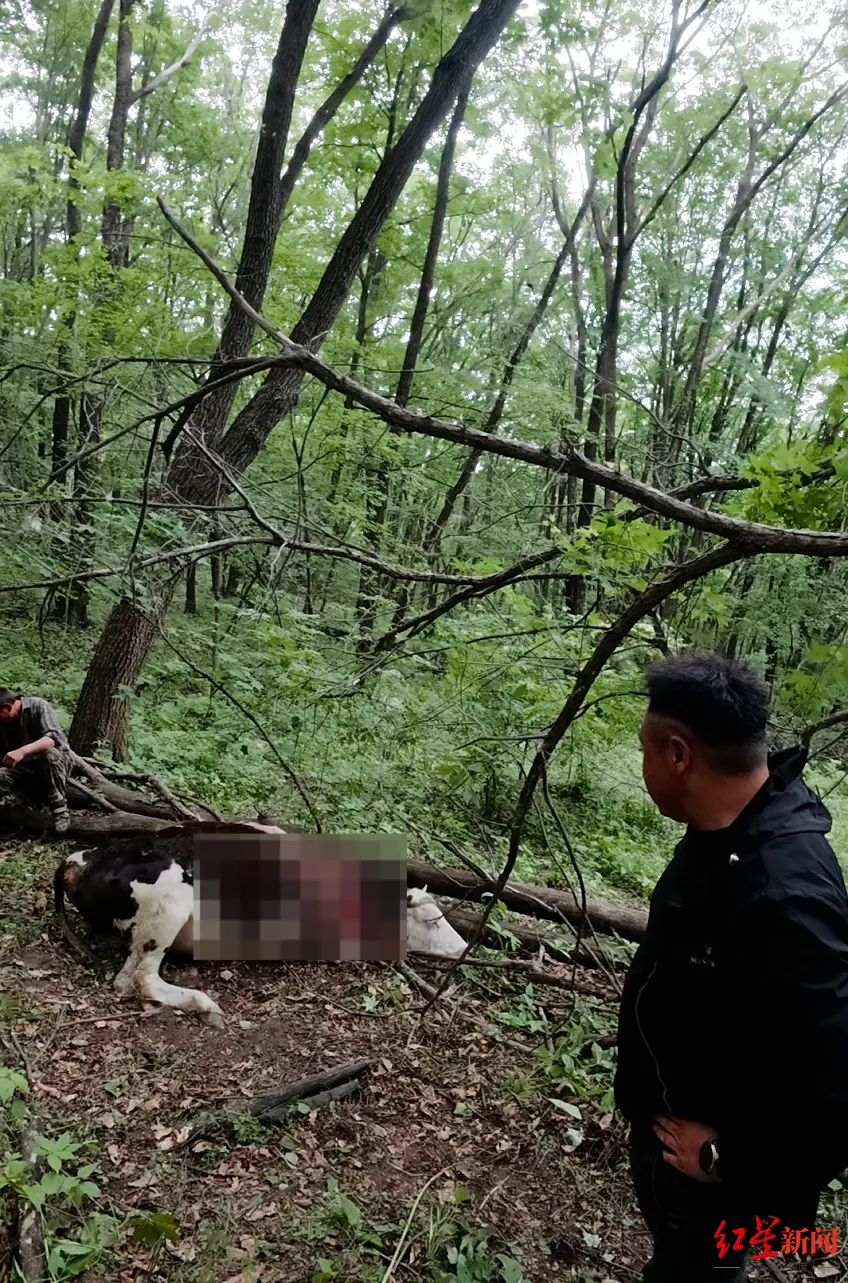 ▲被咬死的黄牛