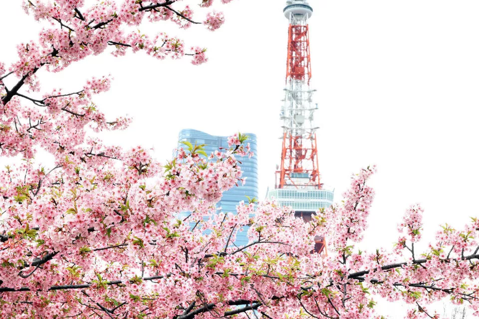 日本宣布7月1日起，赴日签证费用涨价5倍