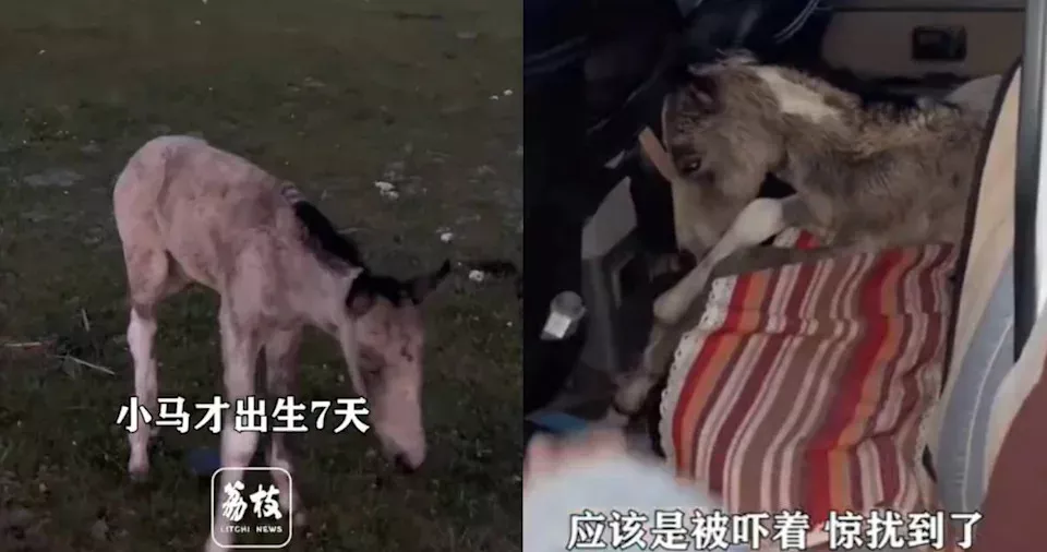 新疆小马出生才7天！遭游客无人机追逐 受惊狂奔“炸肺死亡”